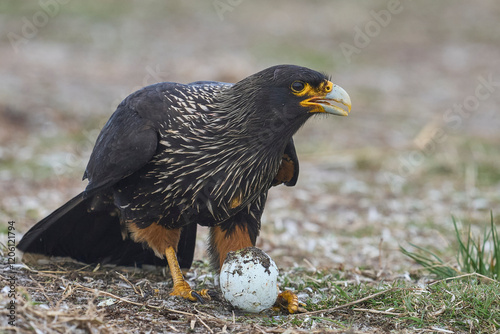 Striated Caracara (Phalcoboenus australis) scavenging on a Gentoo Penguin egg left unguarded on Sea Lion Island in the Falkland Islands. photo