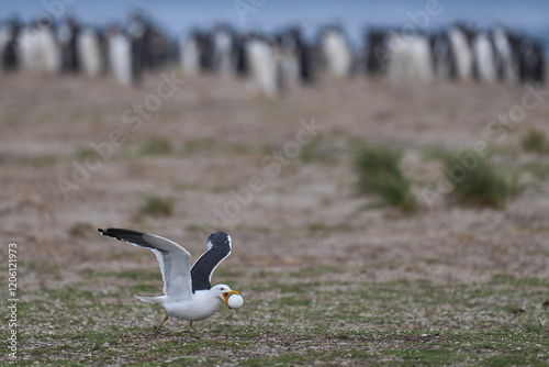 Kelp Gull (Larus dominicanus) stealing an egg from a colony of Gentoo Penguins on Sea Lion Island in the Falkland Islands. photo