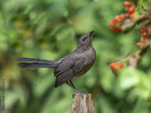 A juvenile Gray Catbird perched up on a post with honeysuckle berries in the background photo