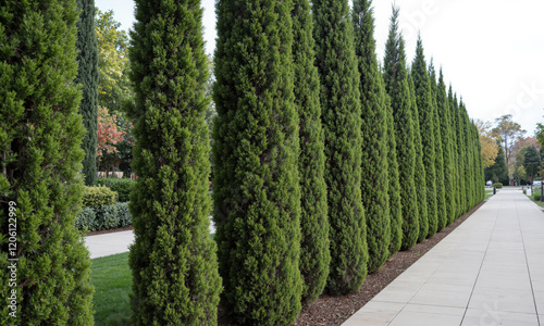 Cypress (Cupressus sempervirens) Known for its tall, narrow form and dark green foliage, the Italian cypress is widely used in