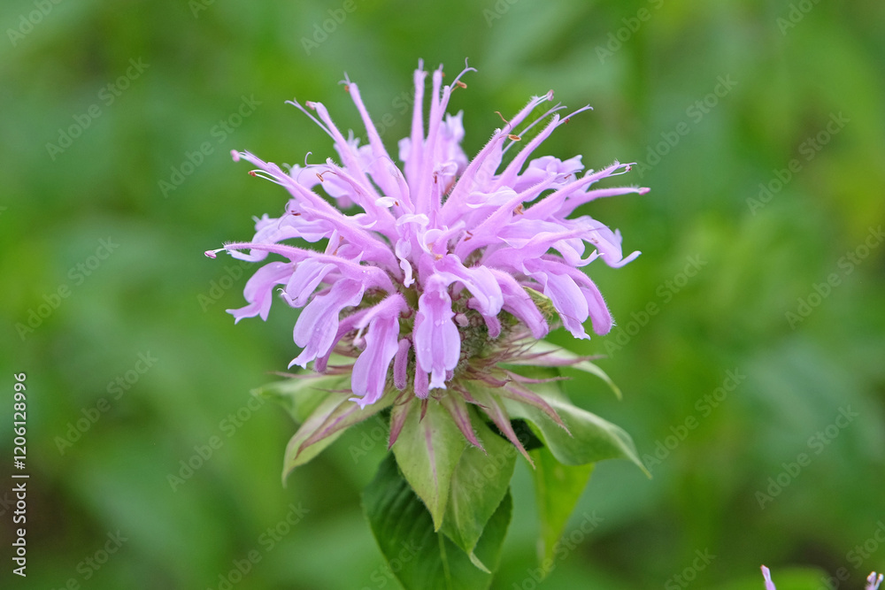Lilac purple Monarda bergamot ‘Neon’ in flower