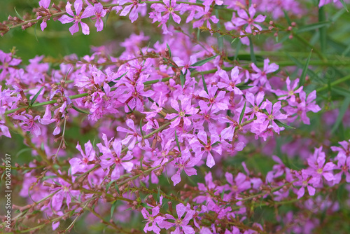 Wallpaper Mural Purple Lythrum virgatum, wand loosestrife ‘Happyness’ in flower. Torontodigital.ca
