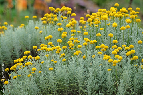 Yellow balls of Santolina chamaecyparissus, also known as  cotton lavender, in flower.