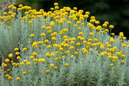 Yellow balls of Santolina chamaecyparissus, also known as  cotton lavender, in flower. photo