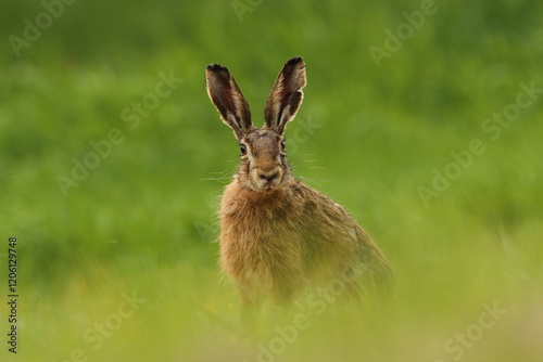 Zając szarak, hare, (Lepus europaeus) photo