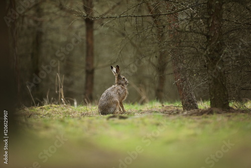 Zając szarak, hare, (Lepus europaeus) photo