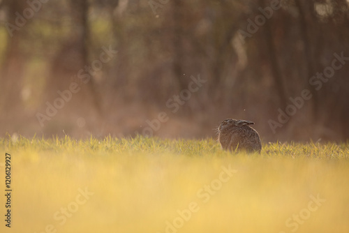 Zając szarak, hare, (Lepus europaeus) photo