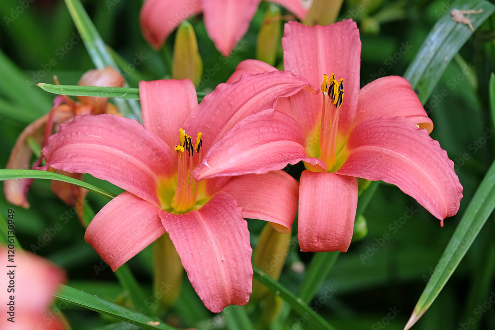 Hemerocallis hybrid daylily ‘Pink Damask’ in flower. Hemerocallis hybrid daylily ‘Pink Damask’ in flower.