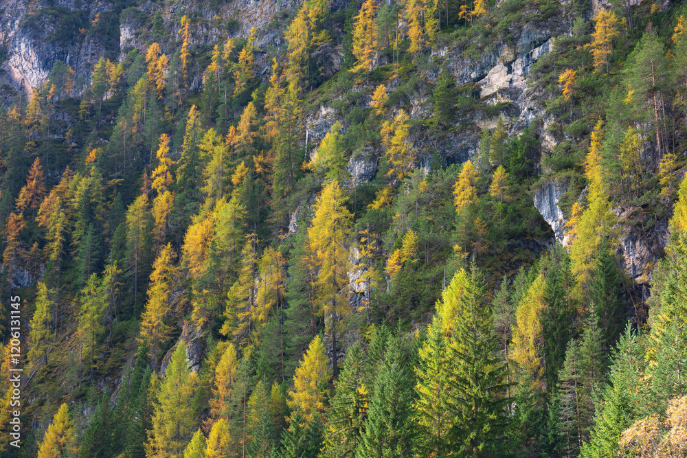 The colorful of larch tree in mountain around Landro lake, Dolomite Italy The colorful of larch tree in mountain around Landro lake, Dolomite Italy