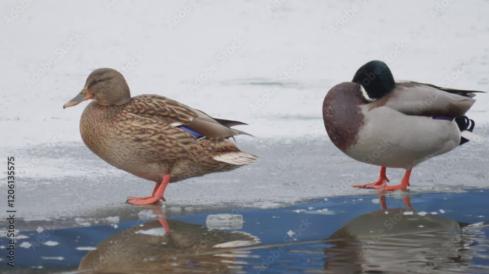 wild ducks in winter on the pond