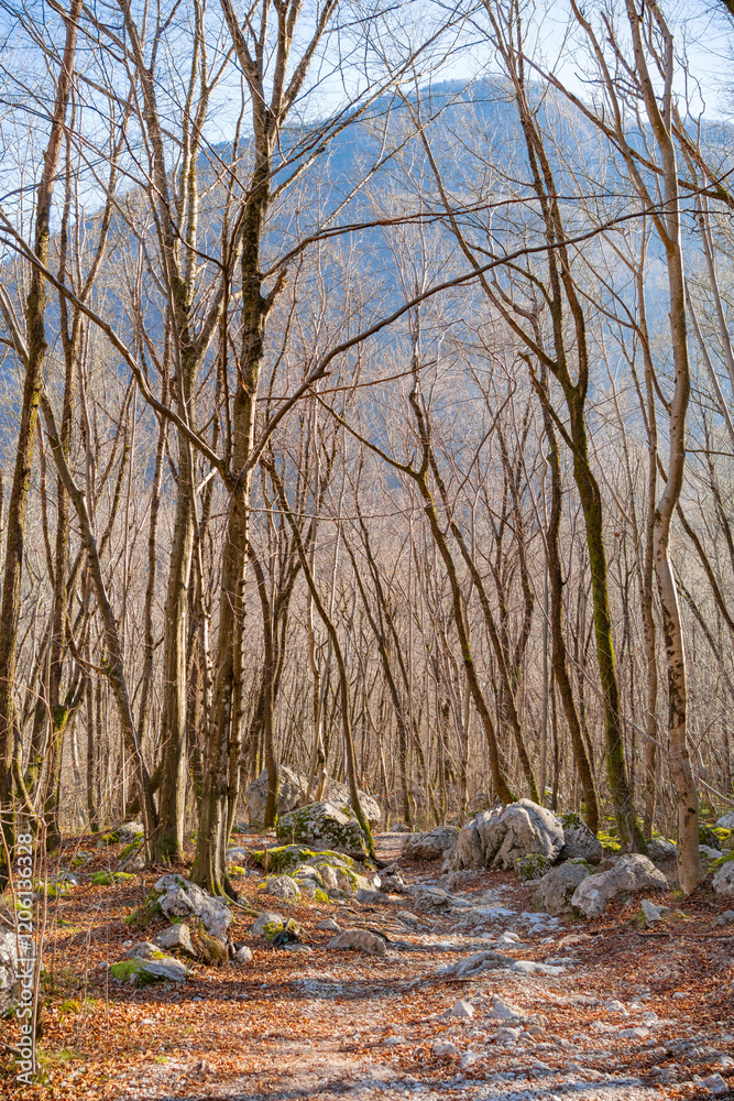 Beautiful Spring Mountain Forest On Sunny Day Beautiful Spring Mountain Forest On Sunny Day