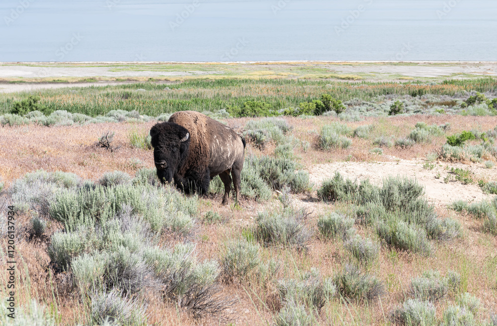Bison on Antelope Island, with the Great Salt Lake behind Salt Lake City, Utah, USA Bison on Antelope Island, with the Great Salt Lake behind Salt Lake City, Utah, USA