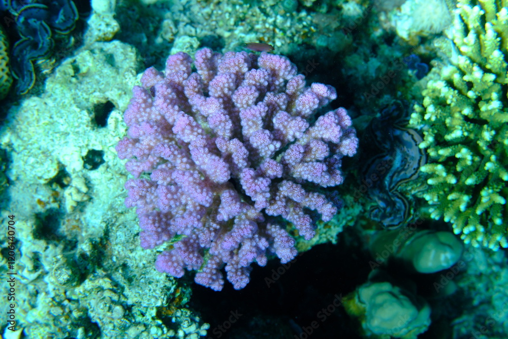Fototapeta premium Rasp coral or cauliflower coral, knob-horned coral (Pocillopora verrucosa) undersea, Red Sea, Egypt, Sharm El Sheikh, Montazah Bay
