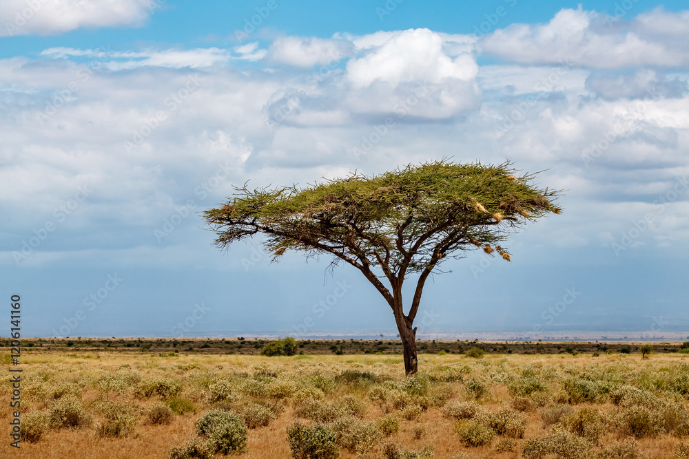 Obraz premium Savanna landscape with tree in Africa