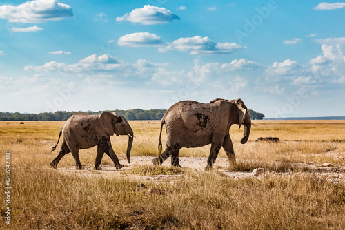Canvas Print Elephants in the wild, elephant with her baby