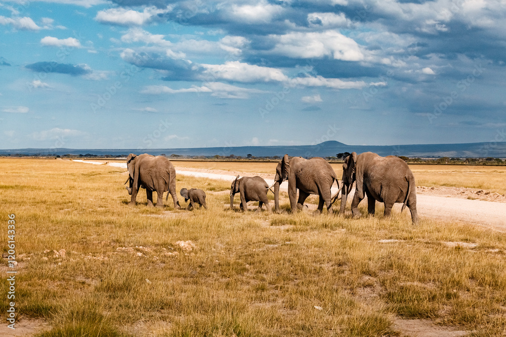 Herd of elephants walks through the savannah in Africa Herd of elephants walks through the savannah in Africa