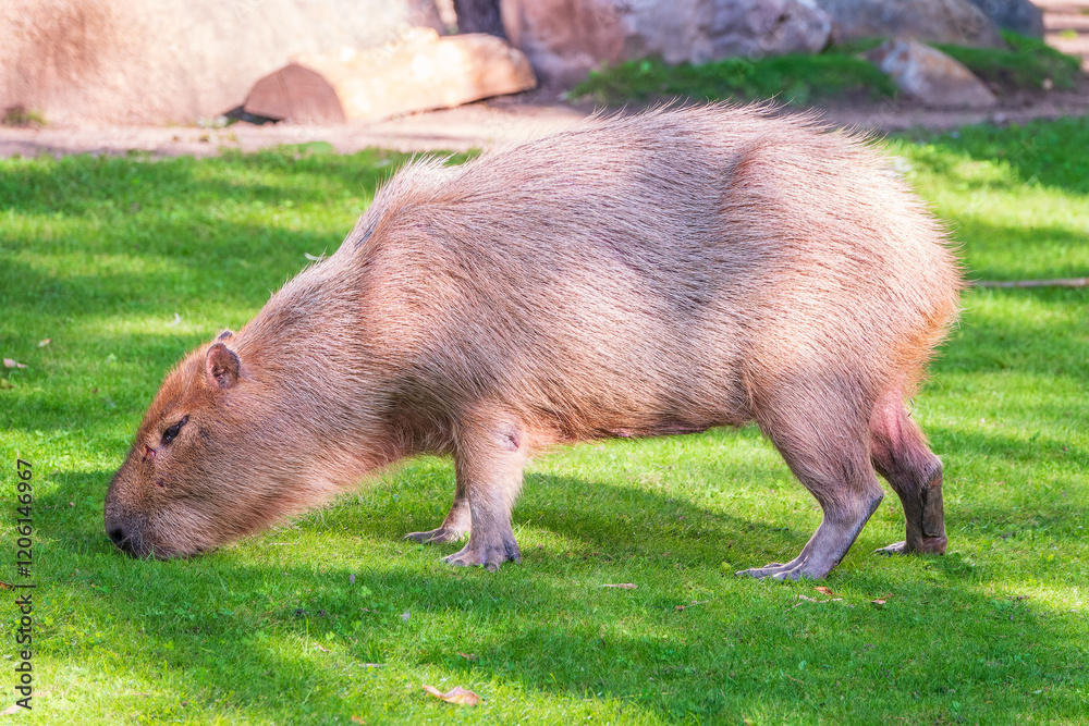 Fototapeta premium A large capybara walks on the green grass in the park