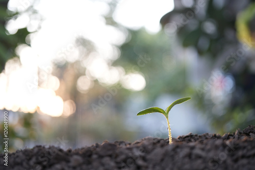 Small plant sprouting macro closeup photo