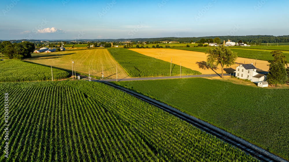 Fototapeta premium Lush green and golden fields stretch across the landscape under a clear blue sky. A quaint farmhouse sits beside the road, showcasing rural beauty at sunset.