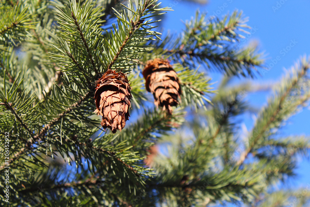 Obraz premium pine cones on a branch