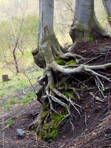 Le radici esposte di un albero sull'Etna. photo