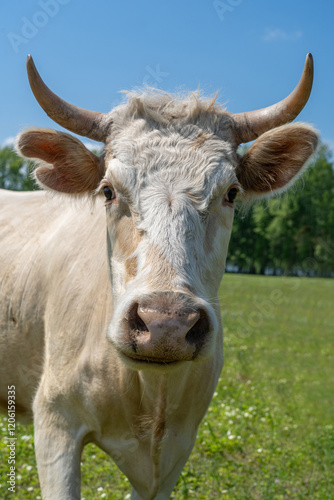 A white cow in a meadow looks into the lens. Close-up.