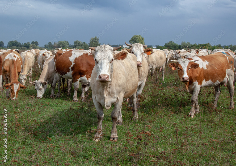 Cows stand in a field against the backdrop of a forest and cloudy sky, looking at the camera. Cows stand in a field against the backdrop of a forest and cloudy sky, looking at the camera.