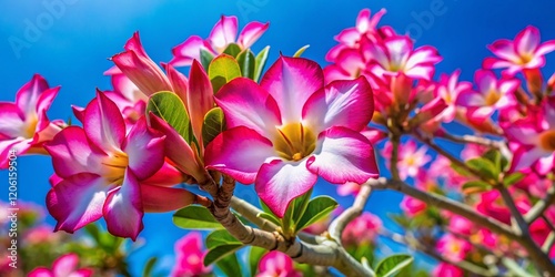 Macro Photography: Pink Desert Rose, Mock Azalea, Impala Lily Blossoms against Vivid Blue Sky photo