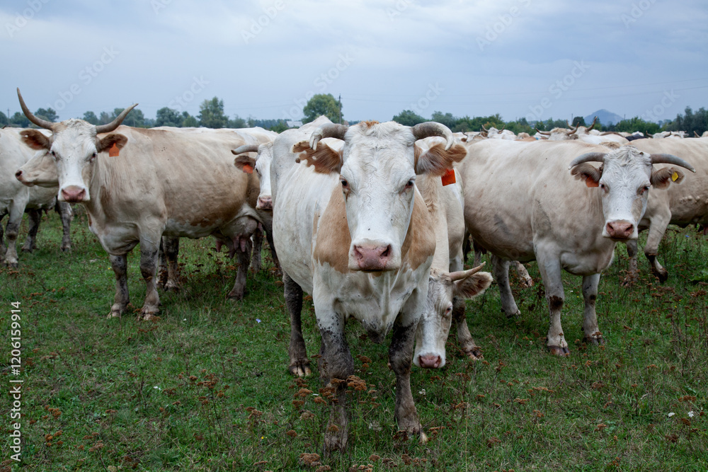 Cows stand in a field against the backdrop of a forest and cloudy sky, looking at the camera. Cows stand in a field against the backdrop of a forest and cloudy sky, looking at the camera.