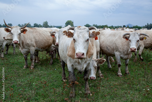 Cows stand in a field against the backdrop of a forest and cloudy sky, looking at the camera.