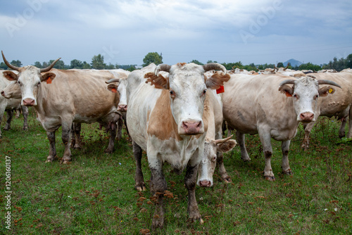 Cows stand in a field against the backdrop of a forest and cloudy sky, looking at the camera.