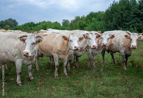 Cows stand in a field against the backdrop of a forest and cloudy sky, looking at the camera.
