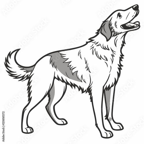 black and white dog