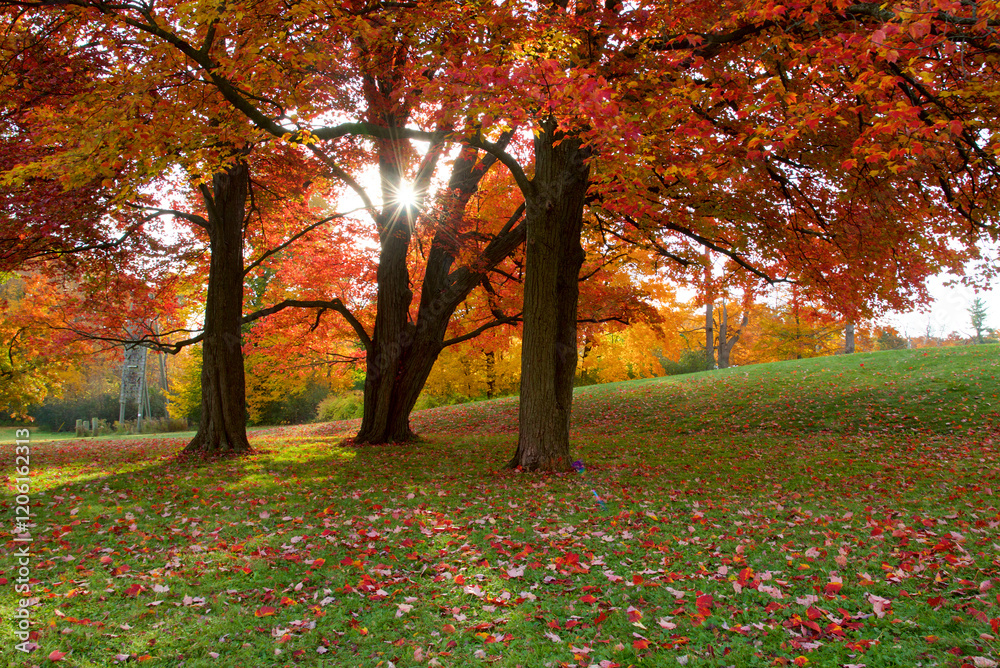 Fall. Autumn Park. Autumnal Trees and Leaves in sun rays Fall. Autumn Park. Autumnal Trees and Leaves in sun rays