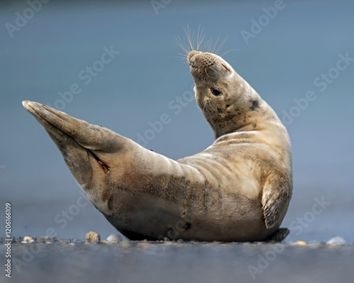 Kegelrobbe macht Yoga am Strand von Helgoland