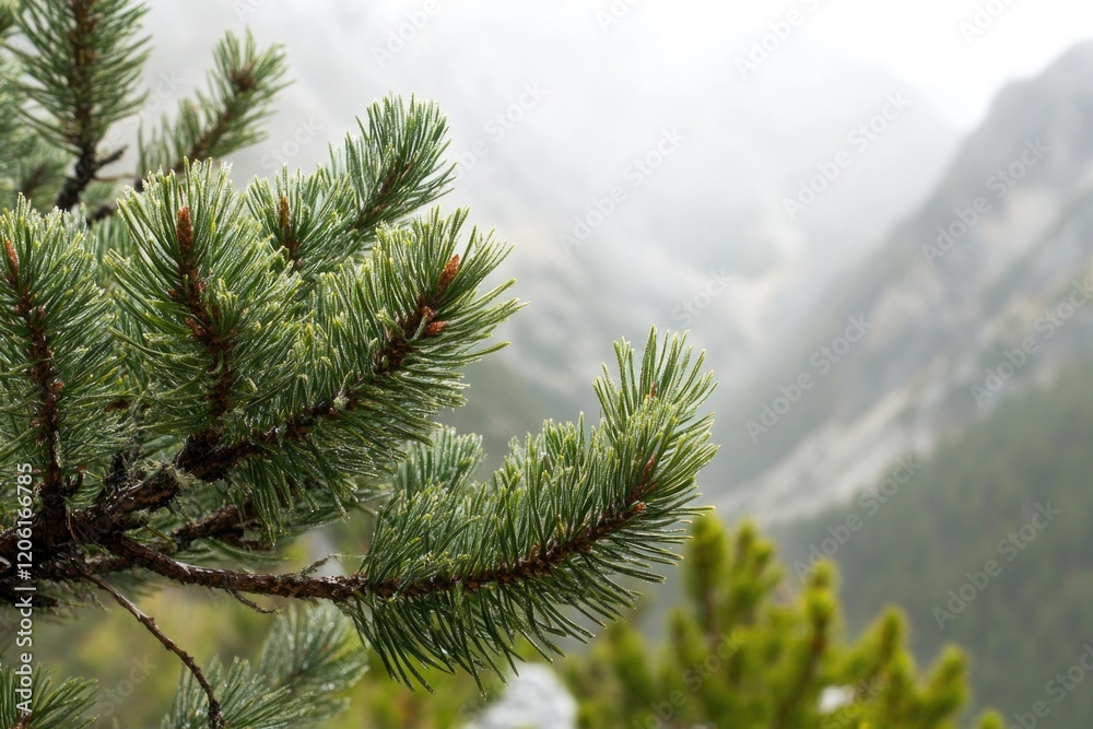 A close up of a pine tree against a mountainous backdrop A close up of a pine tree against a mountainous backdrop