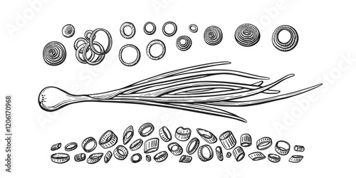 Onion green leaves, half of bulb Vector hand drawn