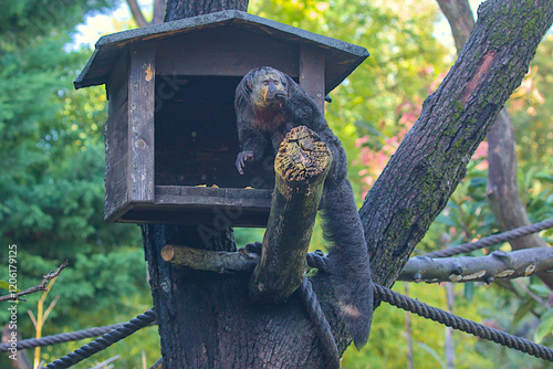 A curious saki monkey peers out from its wooden enclosure, perched high among the branches of a tree. Its long, bushy tail hangs down. Sunlight filters softly through the dense foliage. photo