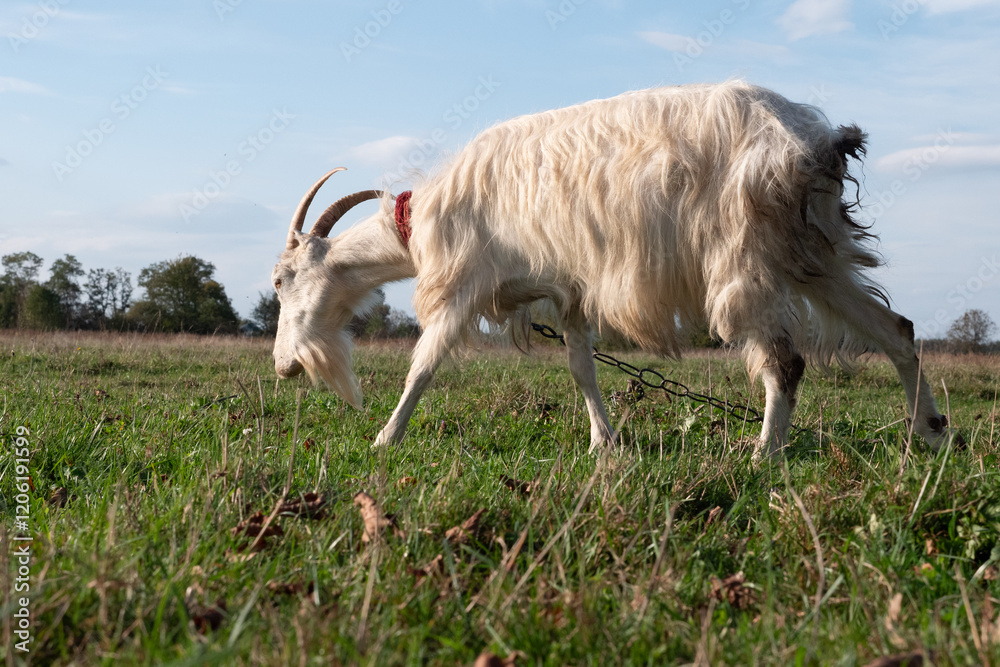 Goats graze on the meadow. Agriculture. Care of goats. Goats graze on the meadow. Agriculture. Care of goats.
