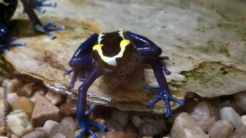 Dyeing poison dart frog, its scientific name is Dendrobates tinctorius