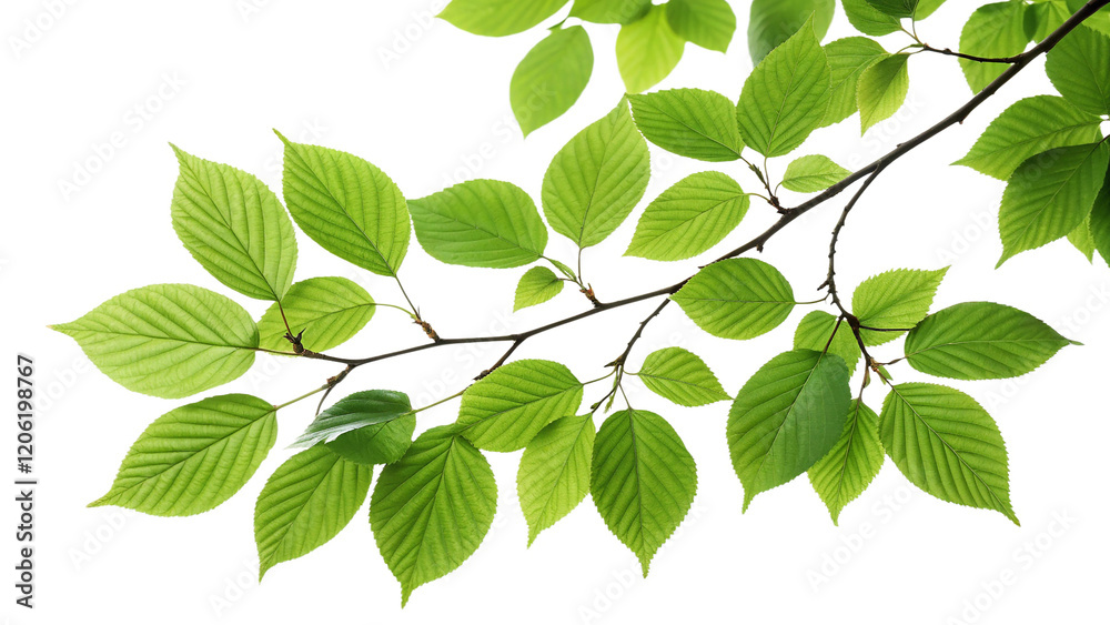 Fototapeta premium Nature's Simplicity: Green Leaf Branch with Copy Space for Spring and Summer