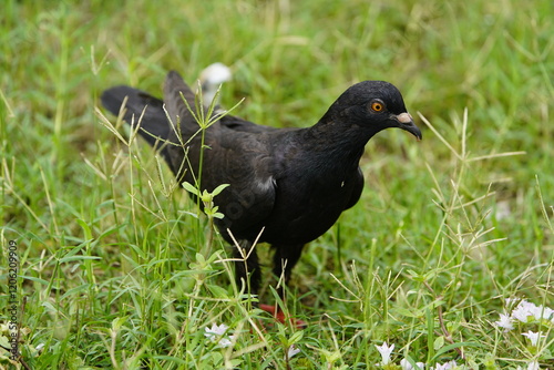 
Street pigeons (Columbidae) Fortaleza - Ceará, Brazil. photo