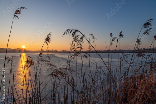 Fototapeta Naklejka Na Ścianę i Meble -  Breeding pond and reeds at sunset
