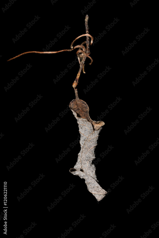 Fototapeta premium Vewelktes Blatt auf einem Ast in Form eines Schuhs