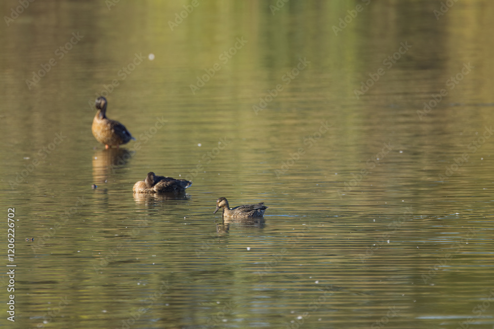 three female ducks on the lake, a sleeping duck on the lake, duck from the front, brown waterfowl on the pond, light waves
