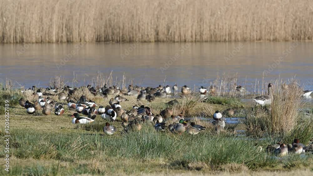 Mix of wading and water birds on winter marshes, Devon, England Mix of wading and water birds on winter marshes, Devon, England
