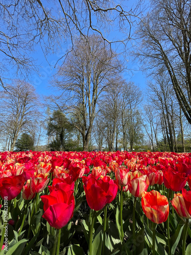 tulips in the park