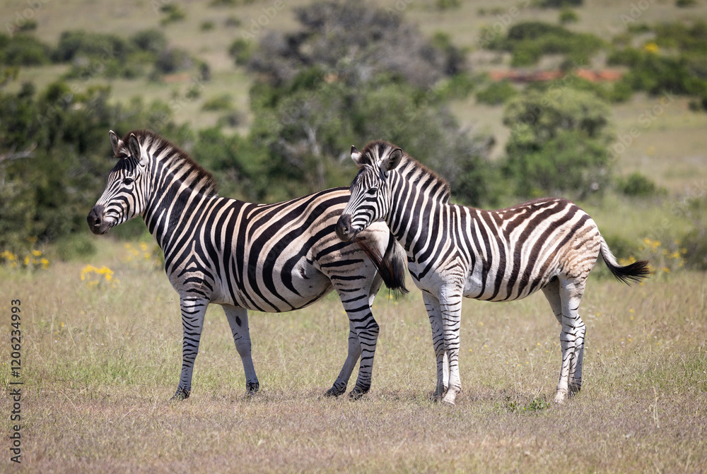 An adult and a young Plains Zebra standing symmetrically in a clearing in the African bush in Addo National Park, South Africa An adult and a young Plains Zebra standing symmetrically in a clearing in the African bush in Addo National Park, South Africa