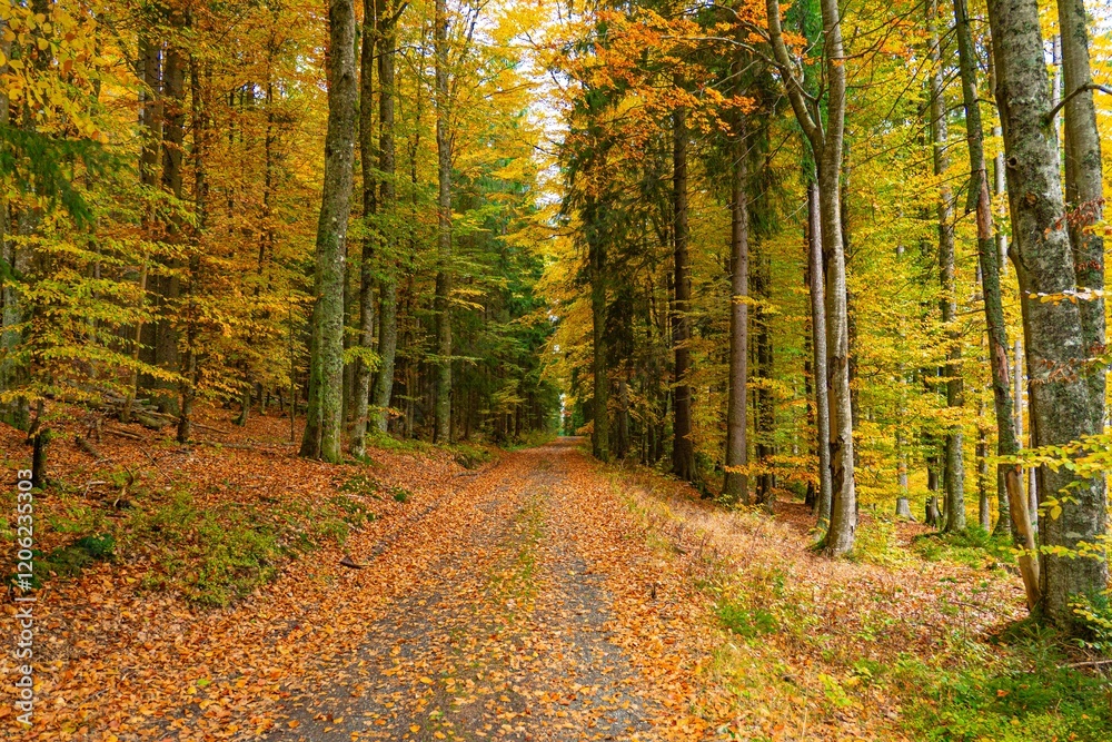 Obraz premium path in autumn forest