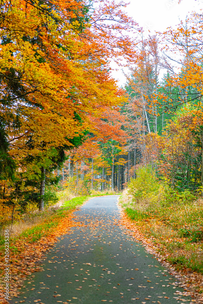 Obraz premium autumn in the forest